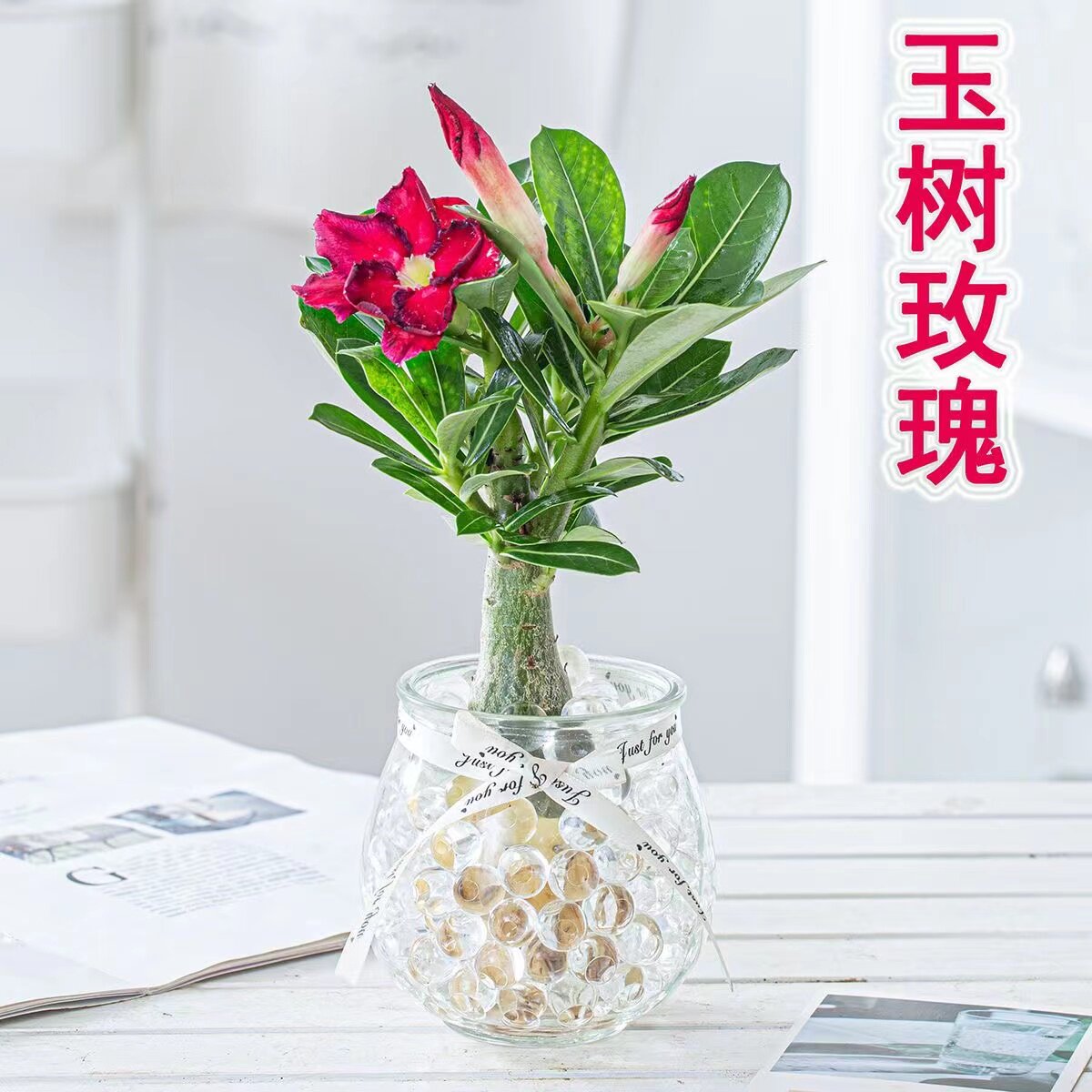 沙漠玫瑰阳台室内净化空气吸甲醛