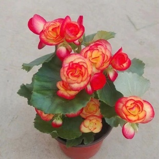 丽格海棠玫瑰海棠四季海棠盆栽包邮四季观花重瓣带花带花苞发货