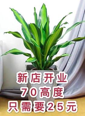 金心也门铁巴西铁巴西木龙血树绿植办公室内客厅花卉观叶植物盆栽