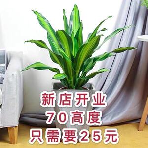 净化空气吸甲醛大气美观巴西铁
