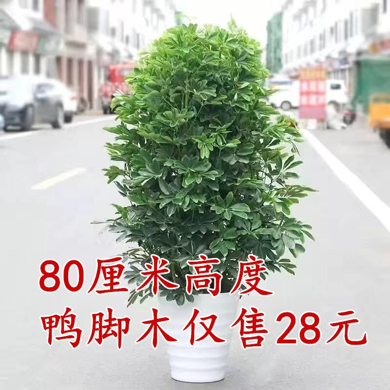 四季常青八方来财鸭脚木室内阳台桌面绿植盆栽花卉发财树苗招财树