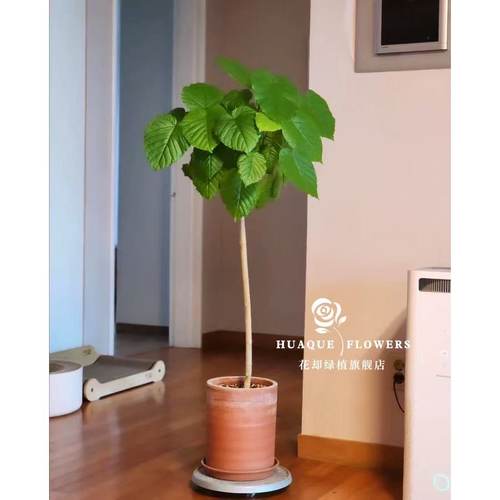 爱心榕心叶榕小清新绿植盆栽室内