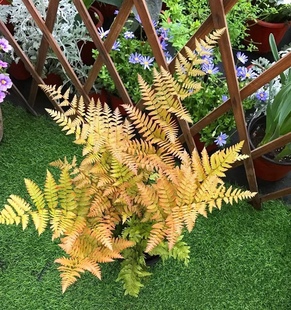 彩虹蕨红盖鳞毛蕨室内盆栽庭院花园观叶植物四季长青耐寒富贵蕨