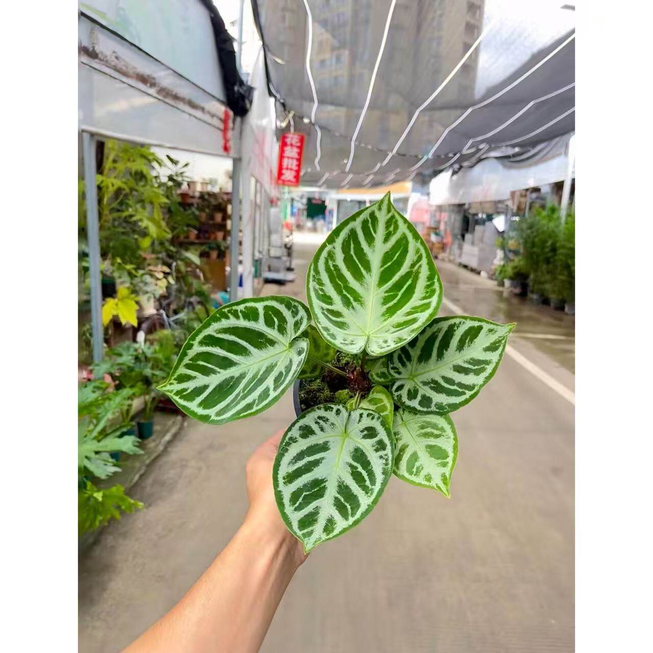 银刷子花烛铜锣烧花烛