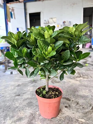 独杆栀子花观花室内阳台四季