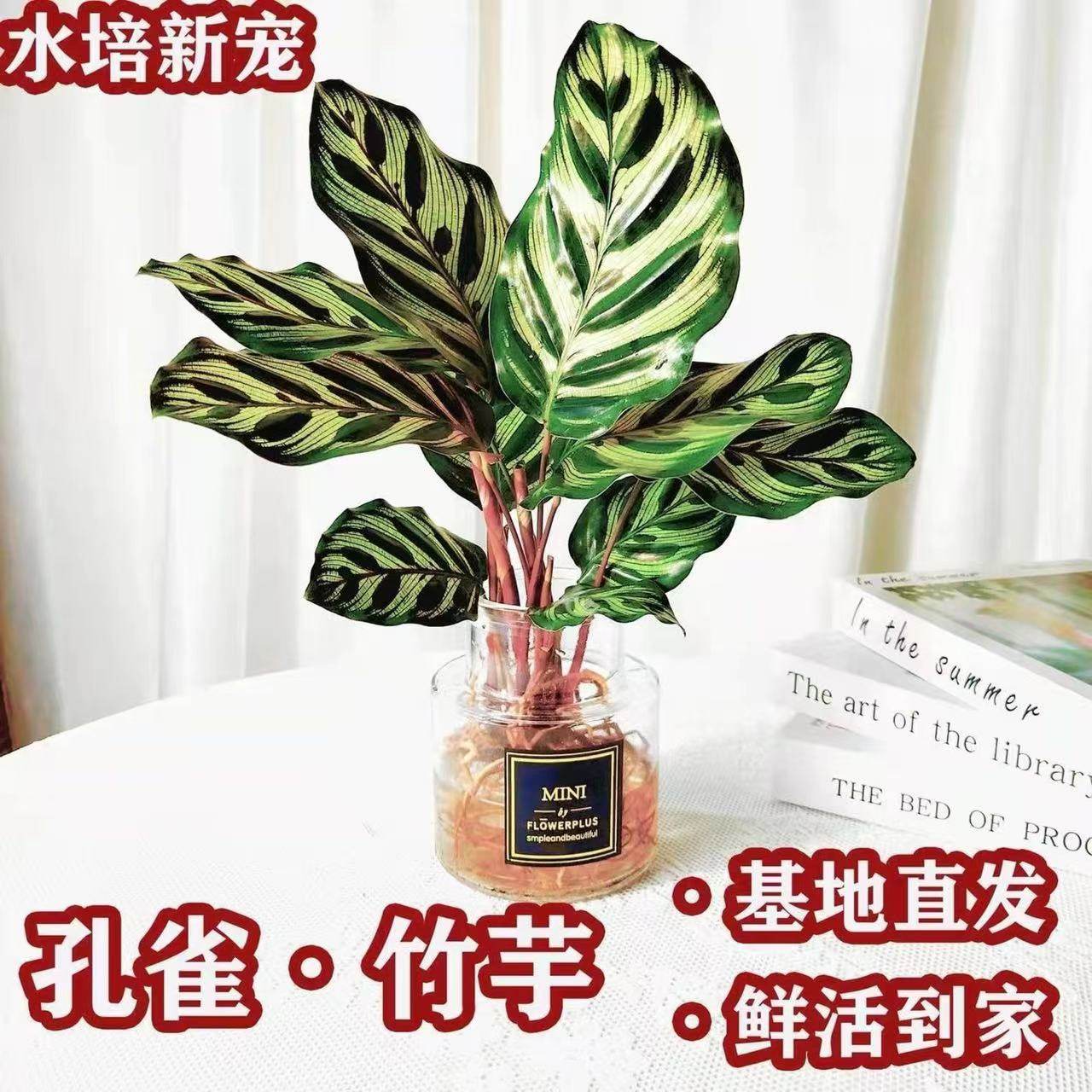 孔雀竹芋客厅吸甲醛防辐射