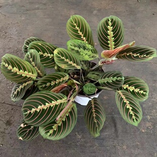 红脉叶蝉豹斑叶蝉竹芋竹芋垂吊盆栽喜阴耐荫水培绿植观叶室内客厅