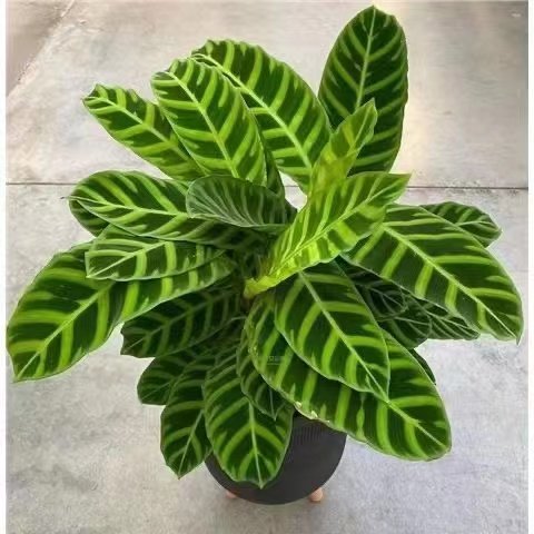 竹芋阳台净化空气美观