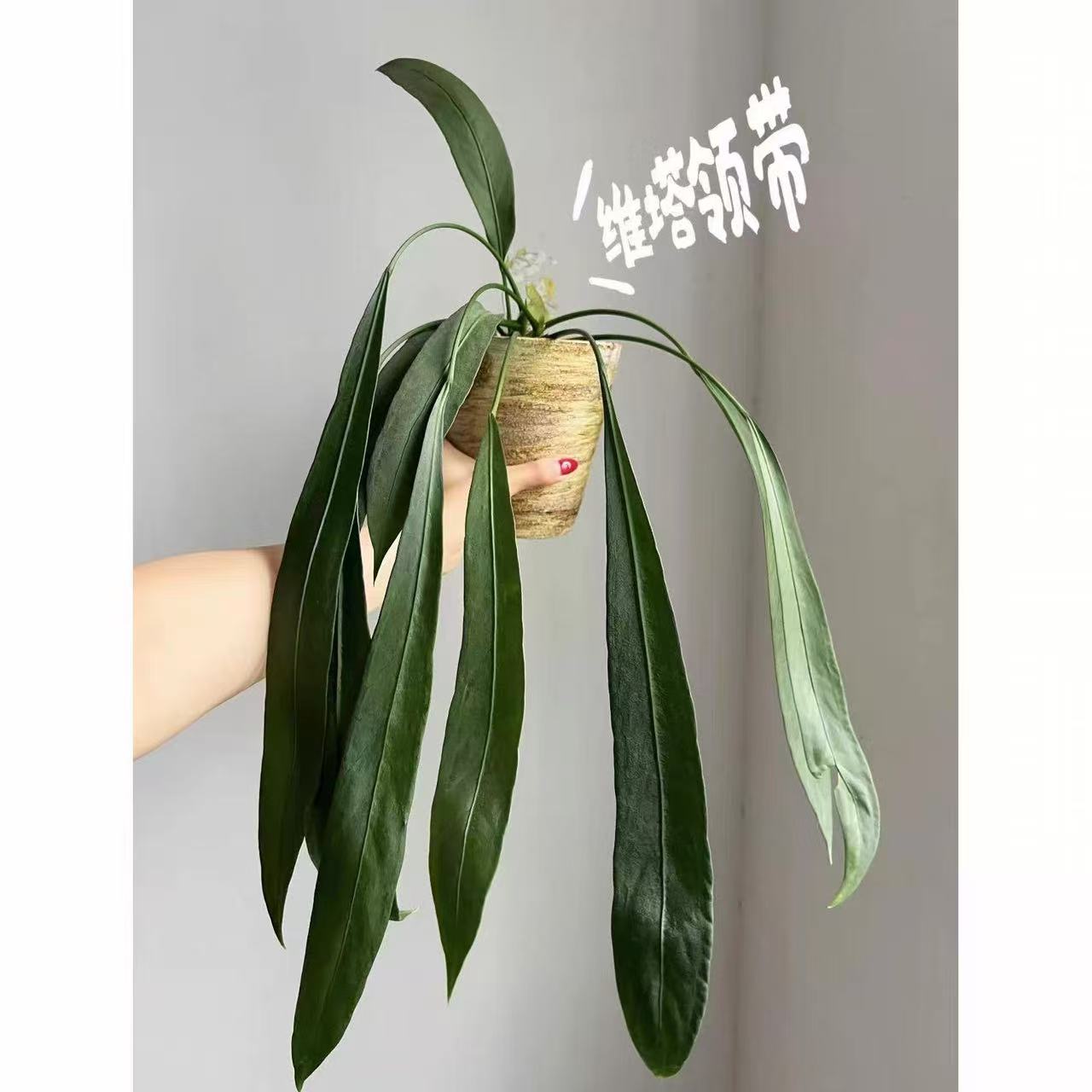 维塔领带花烛室内垂钓豌豆荚