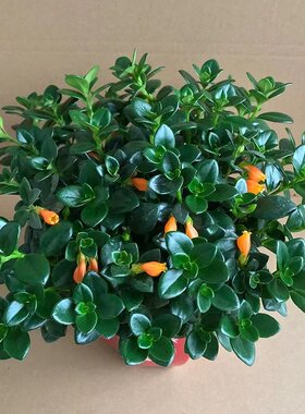 金鱼吊兰观花植物客厅四季