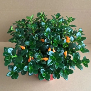 聚财金鱼花吊兰室内盆栽客厅净化空气吸甲醛招财四季旺宅植物