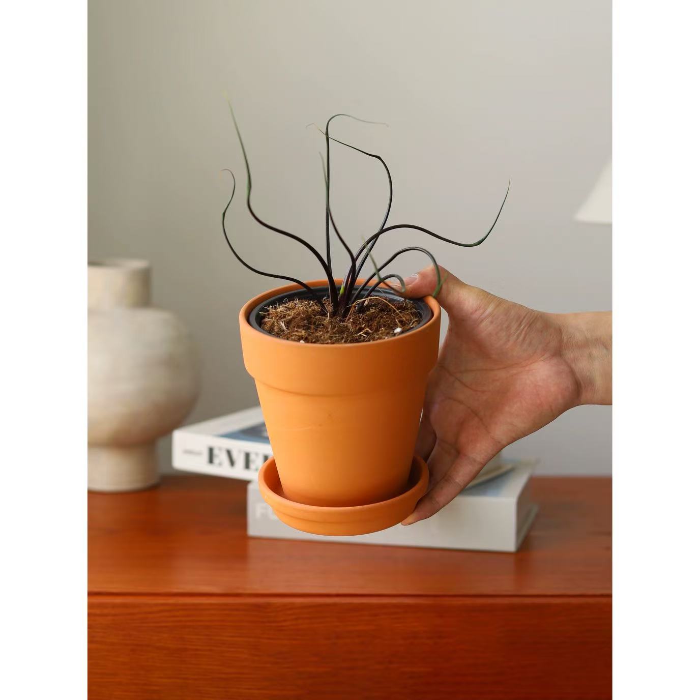 飞行章鱼海芋奇趣桌面绿植室内