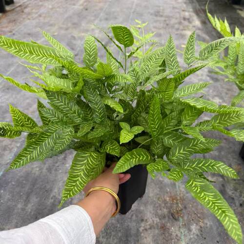 黄金斑马银线室内绿植蕨类植物