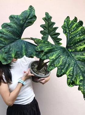 杰克琳海芋杰克琳 Alocasia Jacklin观叶原种进口热植 高级感小众