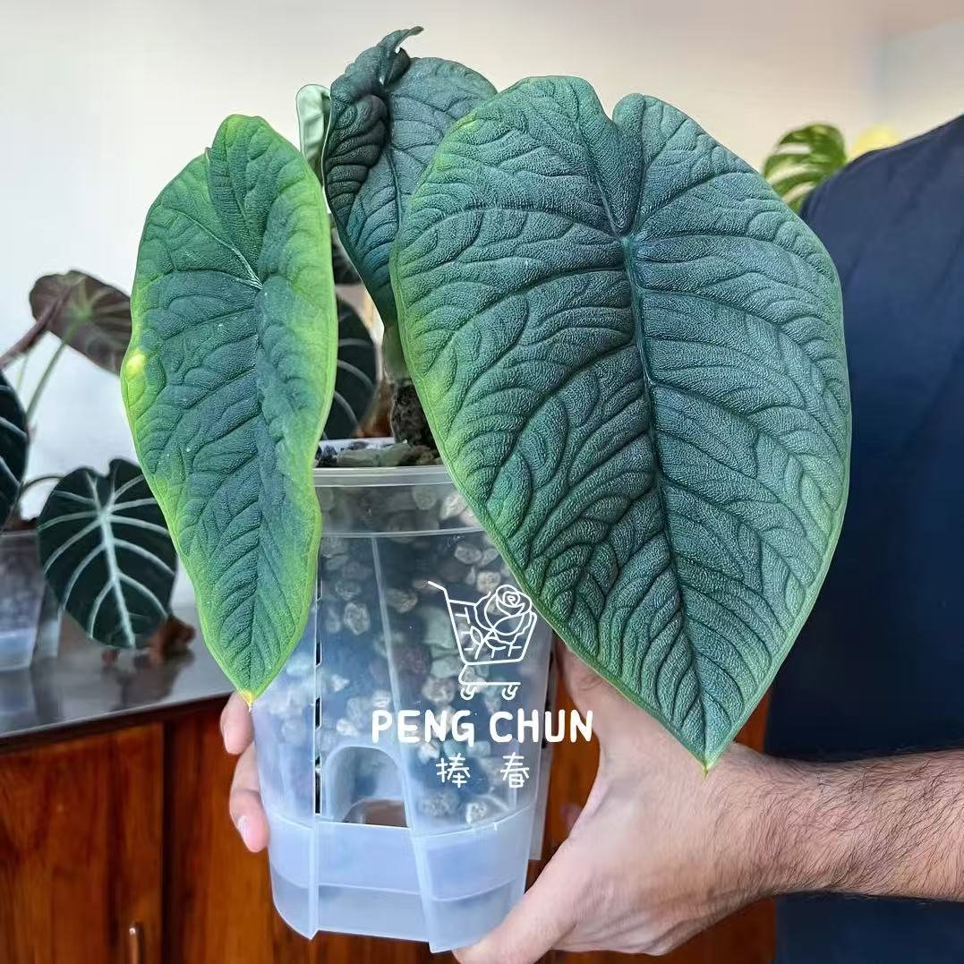 哈密瓜海芋高级绿植稀有进口植物