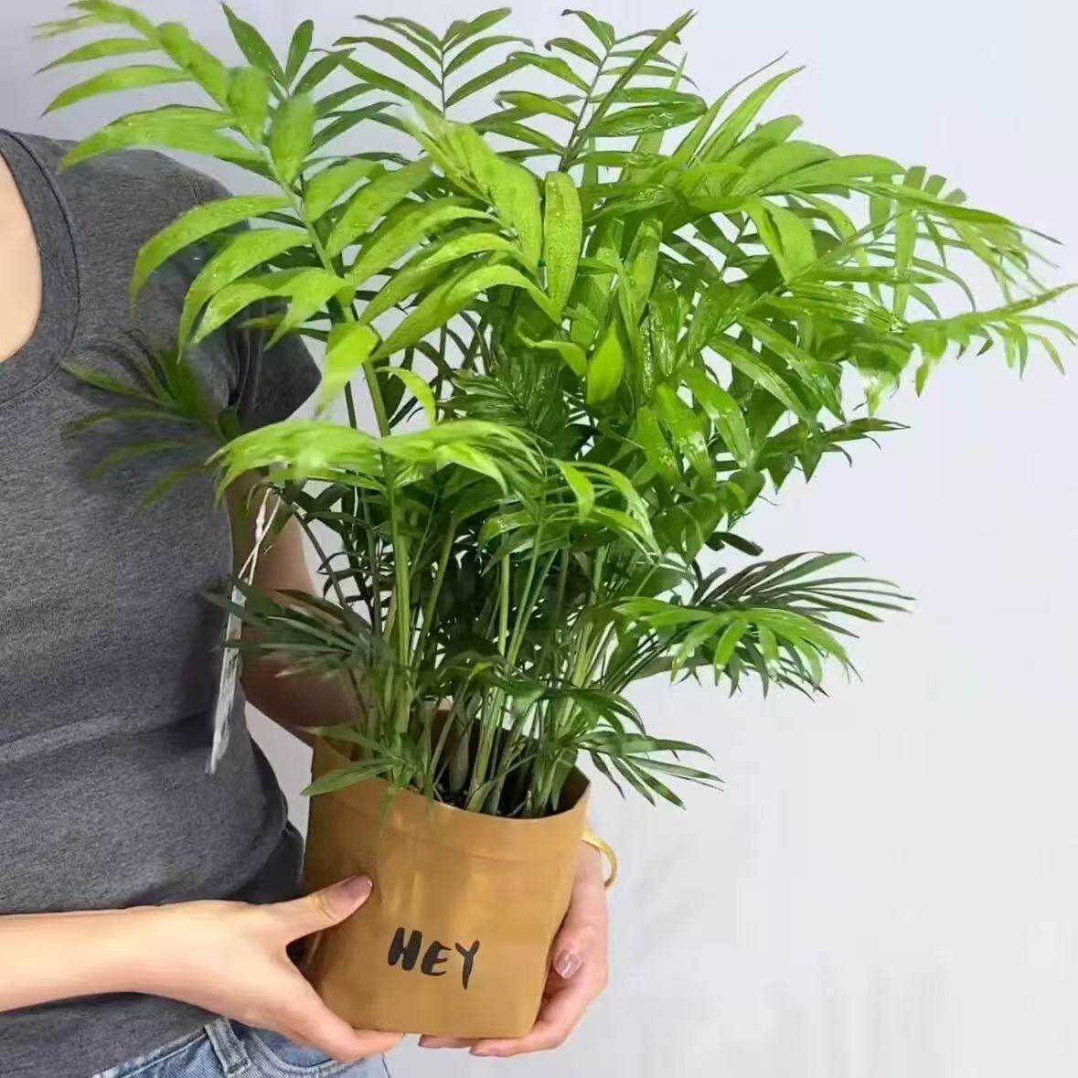 富贵椰子袖珍椰子散尾葵盆栽植物