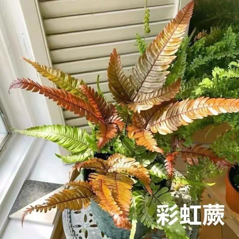 彩虹三色鳞毛蕨红盖凤尾蕨类室内