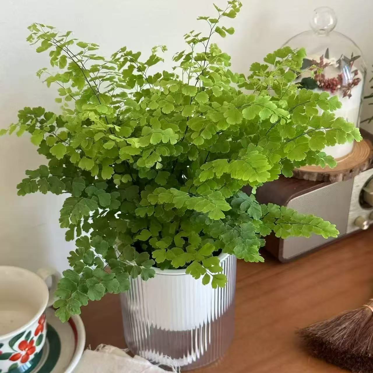 精品铁线蕨盆栽室内耐阴铁丝草办公桌阳台常绿观叶绿植防辐射易活