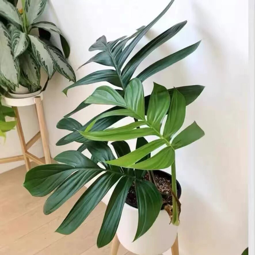 绿植麒麟尾防辐射客厅净化空气