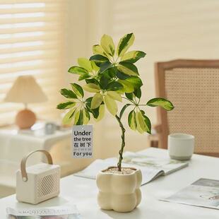 金边鸭脚木吉利红苗办公室内桌面摆件高档绿植ins风除甲醛防辐射