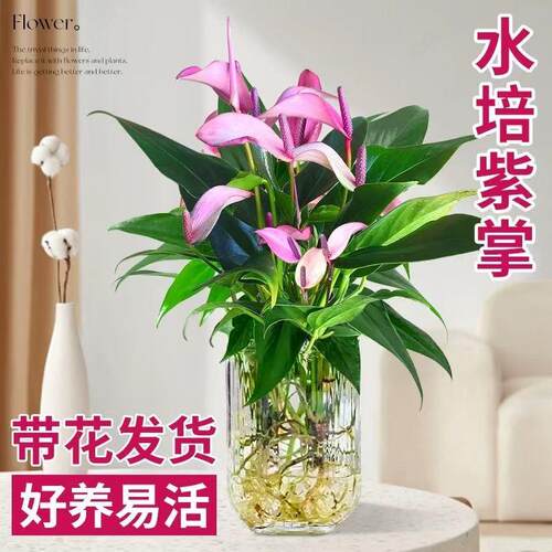 紫掌净化空气防辐射带花花卉红掌