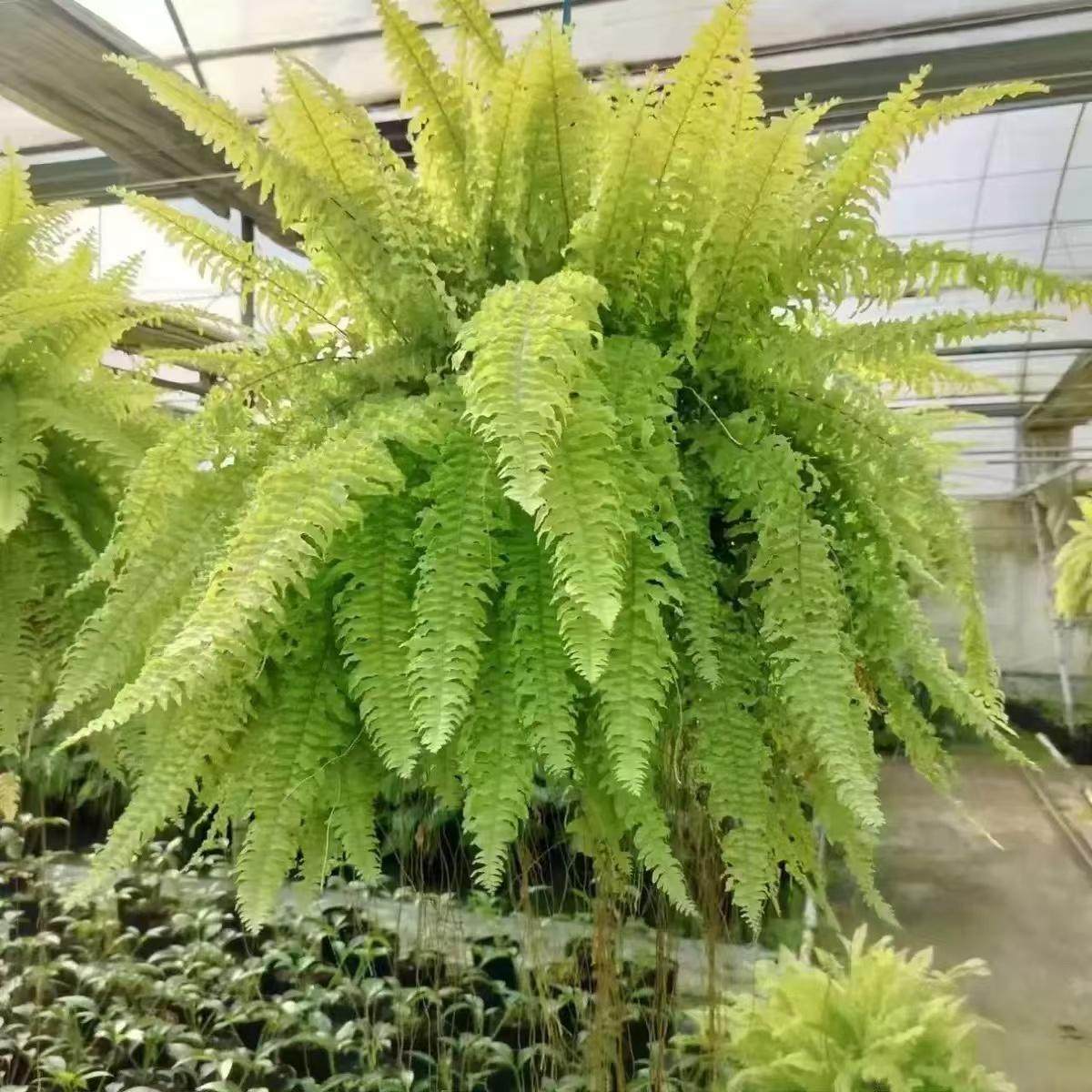 黄金波斯顿垂吊吊挂植物盆栽客厅