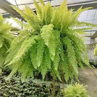 黄金波士顿蕨霸王蕨植物垂吊植物喜水喜阴绿植盆栽花卉大盆茂盛