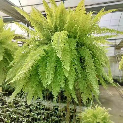 黄金波斯顿垂吊吊挂植物盆栽客厅
