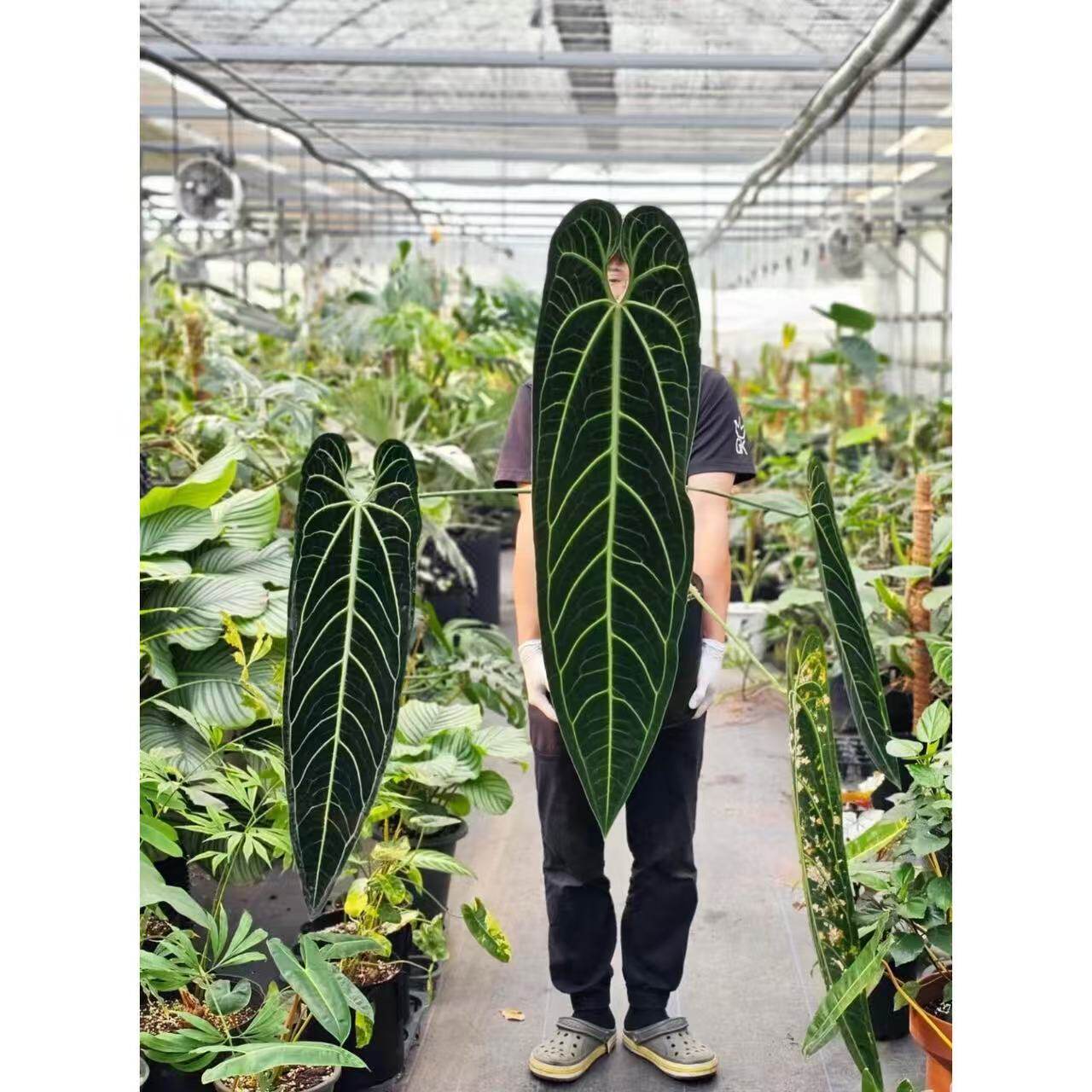 火鹤后花烛进口网红热带植物室内