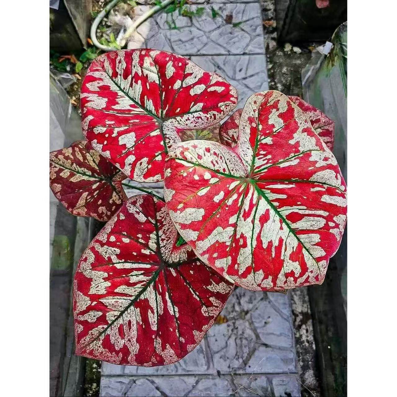 猩红玛丽彩叶芋网红室内桌面植物