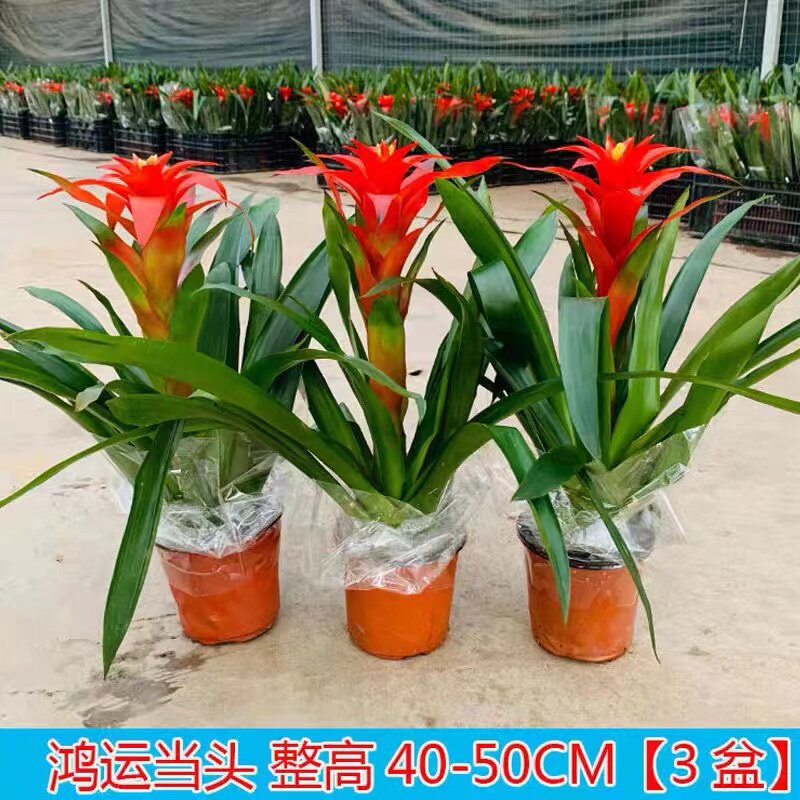 净化空气鸿运当头植物盆栽