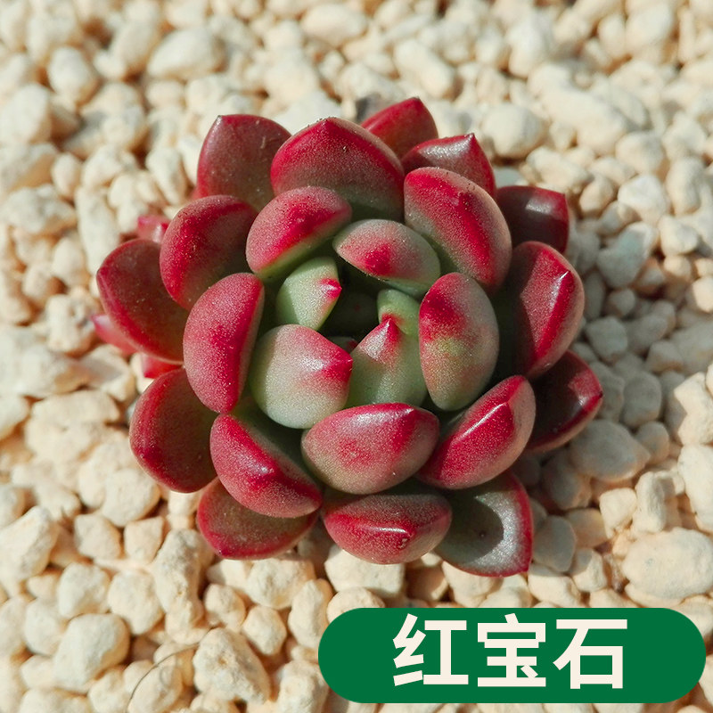 精选多肉植物组合小盆栽绿植花卉肉肉新手肉嘟嘟花卉办公室盆景