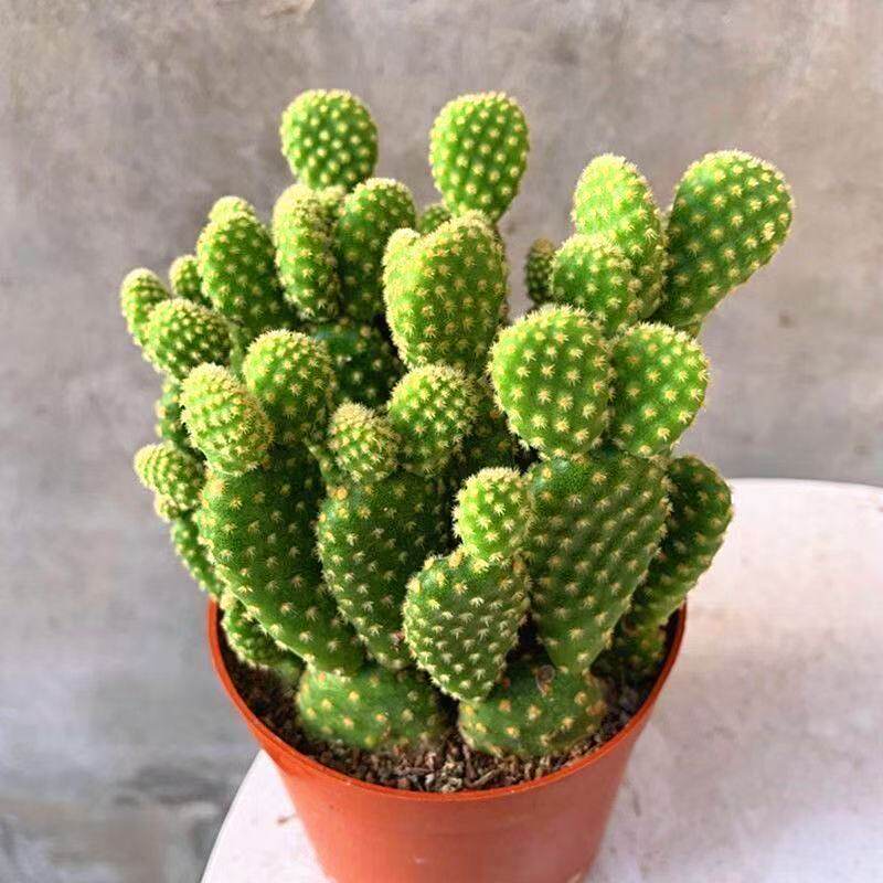 黄毛掌可爱兔耳仙人掌多肉植物