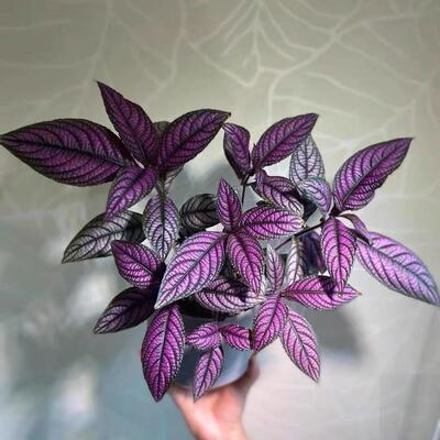波斯红草红贝马蓝梦幻紫色叶观叶