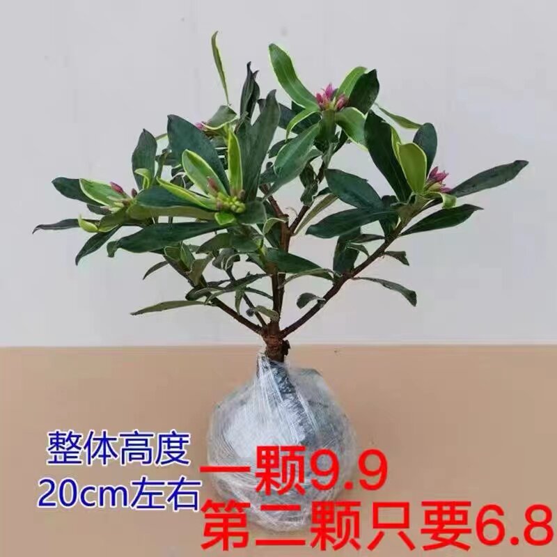 金边瑞香木本阳台四季常青耐寒图片