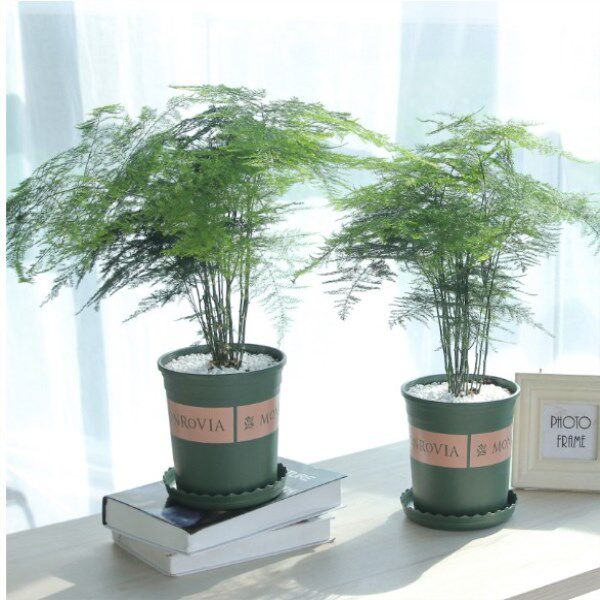 文竹盆栽桌面绿植花卉盆景净化空气四季常青观叶植物吸甲醛