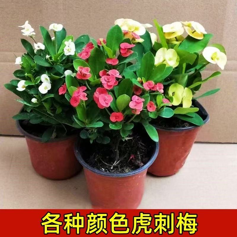 四季虎刺梅盆栽花卉多肉植物白红黄粉色铁海棠阳台庭院开花植物