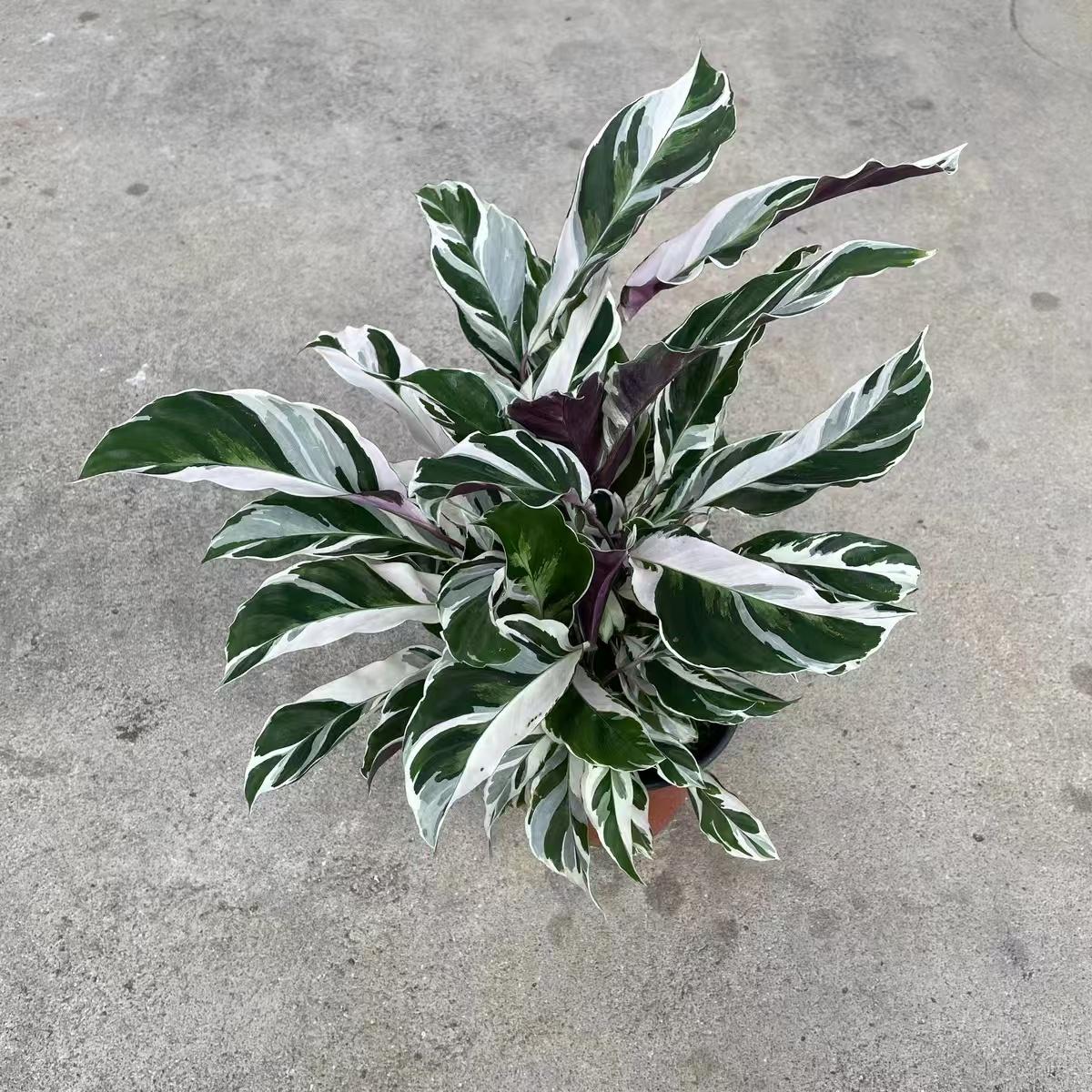 白油画竹芋荷兰进口绿植客厅