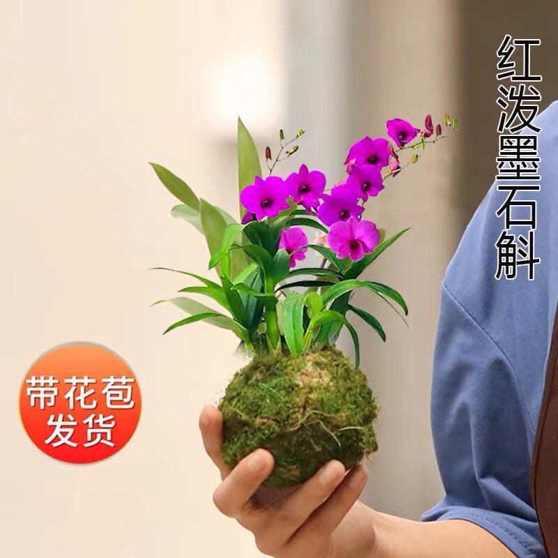 石斛兰花兰花室内四季美观