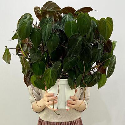 云母蔓绿绒室内藤蔓植物垂吊爬藤
