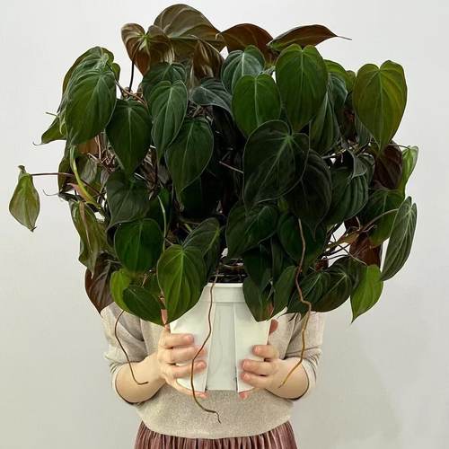 云母蔓绿绒室内藤蔓植物垂吊爬藤