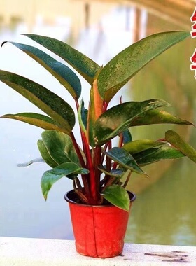 大叶落地绿植红钻金钻盆栽花卉办公室家庭阳台客厅净化空气四季青