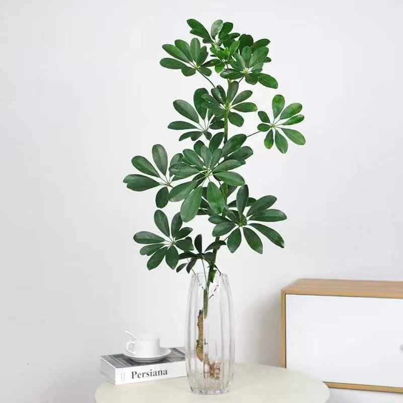 鸭脚木室内净化空气吸甲醛