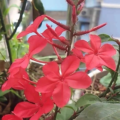 红雪花灌木花卉阳台四季美观