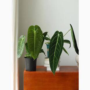 火鹤王花烛火鹤后室内观叶植物大杯桌面ins大叶高级感耐活耐阴