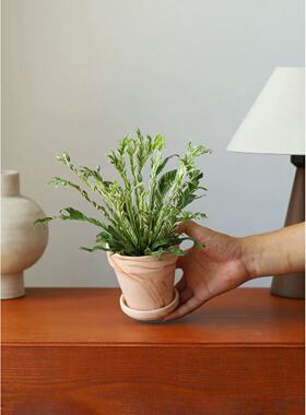 白月光鸟巢蕨白锦花叶Asplenium Nidus Variegated耐阴水培桌面