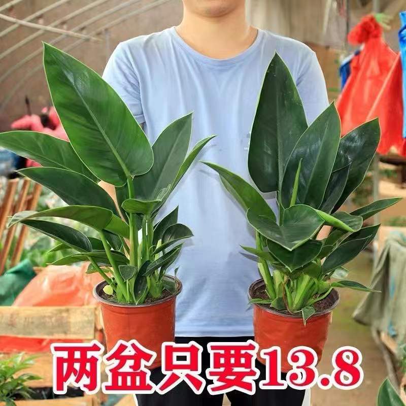 绿公主大叶金钻净化空气四季常青吸甲醛植物室内桌面绿植盆栽花卉