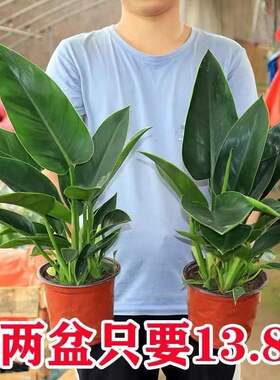 绿公主大叶金钻净化空气四季常青植物室内桌面绿植盆栽花卉