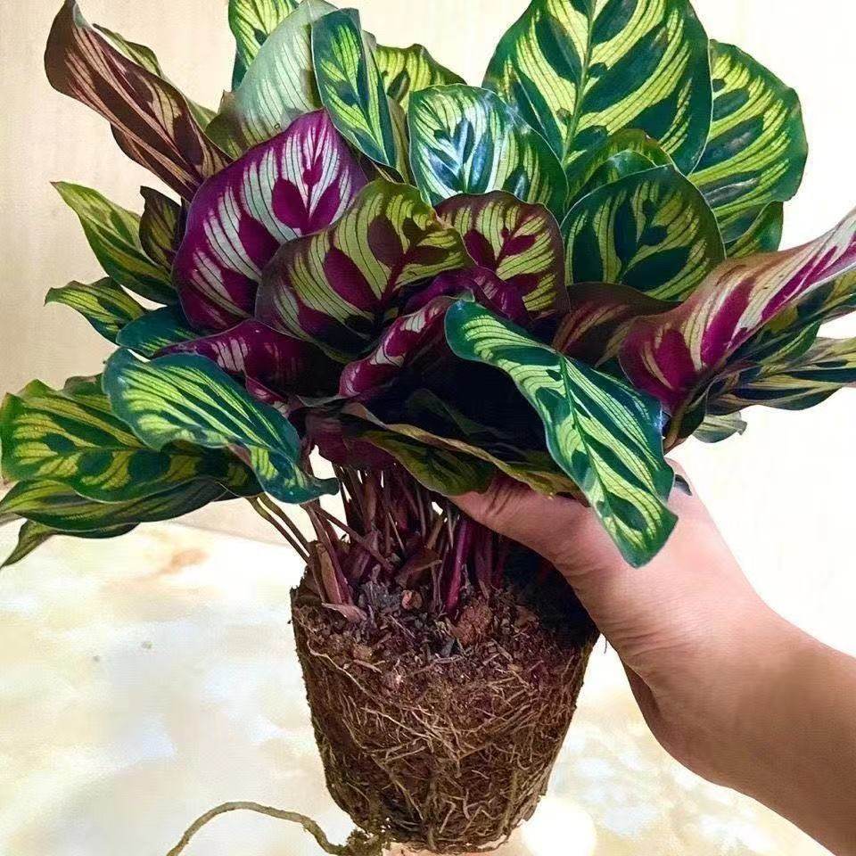 办公室孔雀竹芋净化空气吸甲醛