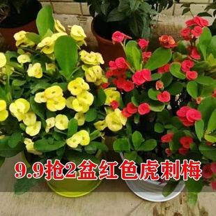 开花 虎刺梅铁海棠花盆栽好养四季 花卉植物室内花办公室客厅绿植